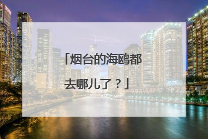 烟台的海鸥都去哪儿了？