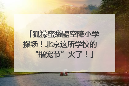 狐獴蜜袋鼯空降小学操场！北京这所学校的“撸宠节”火了！
