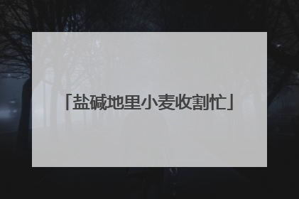 盐碱地里小麦收割忙