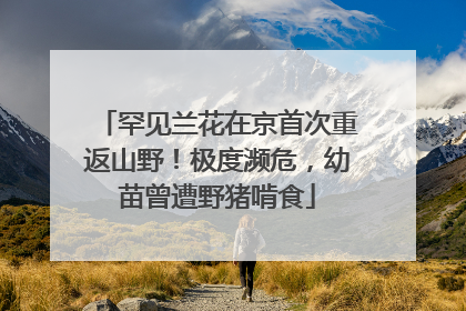 罕见兰花在京首次重返山野！极度濒危，幼苗曾遭野猪啃食