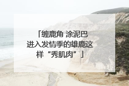 缠鹿角 涂泥巴 进入发情季的雄鹿这样“秀肌肉”