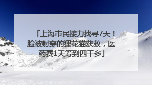 上海市民接力找寻7天！脸被射穿的狸花猫获救，医药费1天筹到四千多