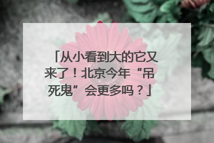 从小看到大的它又来了！北京今年“吊死鬼”会更多吗？