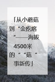 从小蘑菇到“金疙瘩“——海拔4500米的““菇“事新传