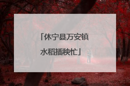 休宁县万安镇水稻插秧忙