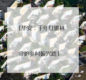 华安：千年红锥林守护乡村振兴路