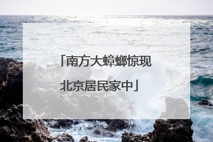 南方大蟑螂惊现北京居民家中
