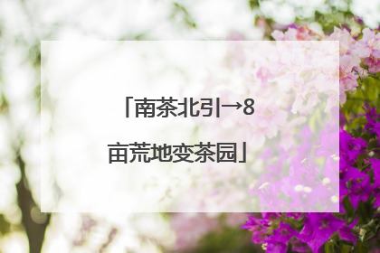 南茶北引→8亩荒地变茶园