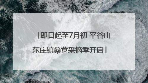 即日起至7月初 平谷山东庄镇桑葚采摘季开启