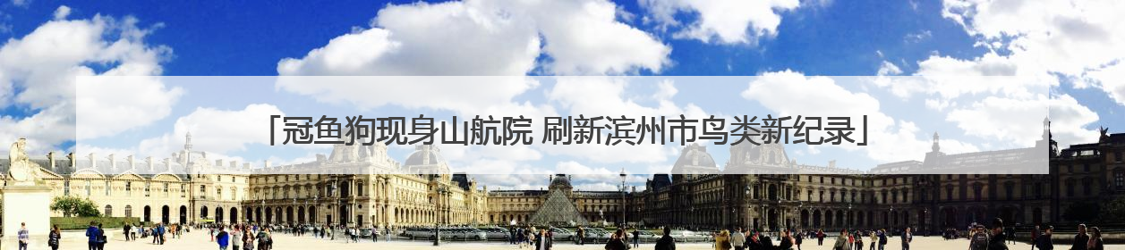 冠鱼狗现身山航院 刷新滨州市鸟类新纪录