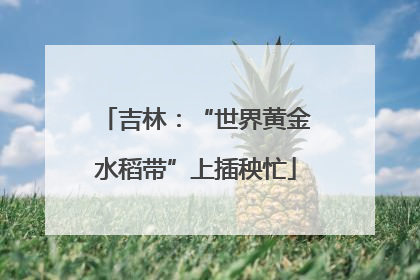 吉林：“世界黄金水稻带”上插秧忙