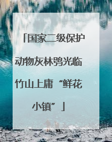 国家二级保护动物灰林鸮光临竹山上庸“鲜花小镇”