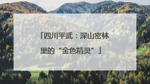 四川平武：深山密林里的“金色精灵”