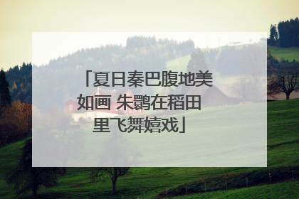 夏日秦巴腹地美如画 朱鹮在稻田里飞舞嬉戏