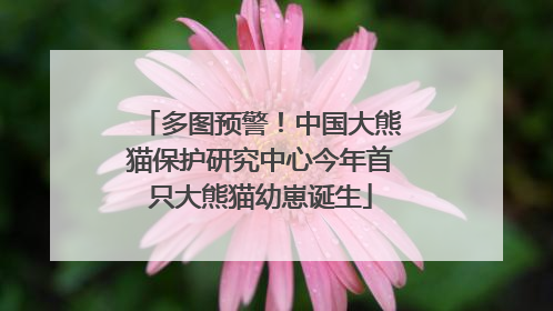 多图预警！中国大熊猫保护研究中心今年首只大熊猫幼崽诞生
