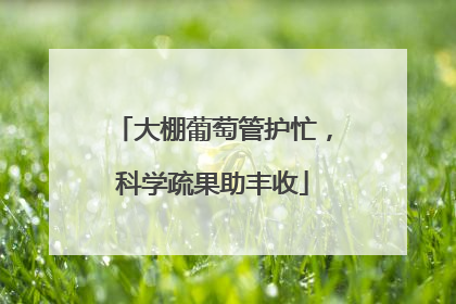 大棚葡萄管护忙，科学疏果助丰收