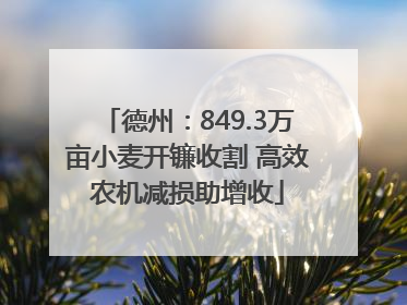 德州：849.3万亩小麦开镰收割 高效农机减损助增收