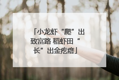 小龙虾“爬”出致富路 稻虾田“长”出金疙瘩