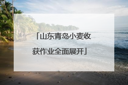 山东青岛小麦收获作业全面展开