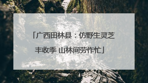 广西田林县：仿野生灵芝丰收季 山林间劳作忙