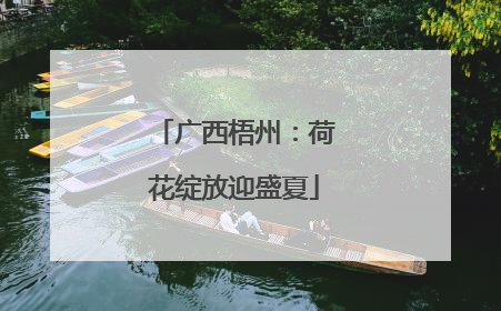 广西梧州：荷花绽放迎盛夏
