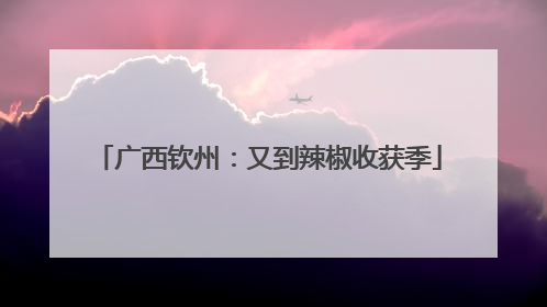 广西钦州：又到辣椒收获季