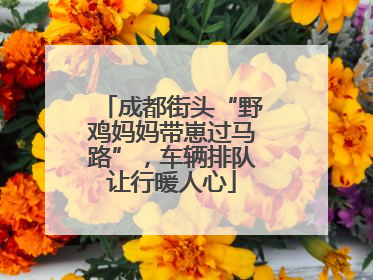 成都街头“野鸡妈妈带崽过马路”，车辆排队让行暖人心
