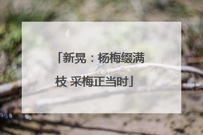 新晃：杨梅缀满枝 采梅正当时