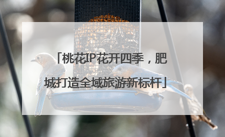 桃花IP花开四季，肥城打造全域旅游新标杆