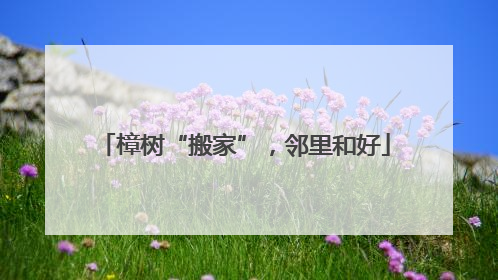 樟树“搬家”，邻里和好