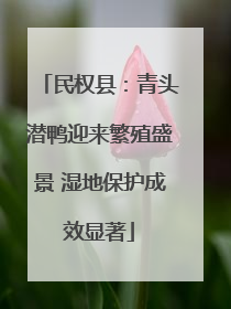 民权县：青头潜鸭迎来繁殖盛景 湿地保护成效显著