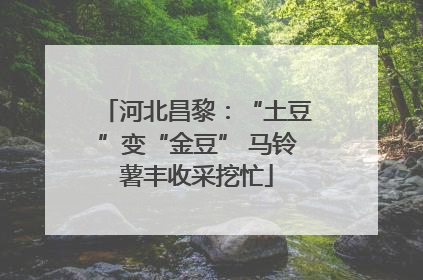 河北昌黎：“土豆”变“金豆” 马铃薯丰收采挖忙