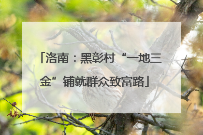 洛南：黑彰村“一地三金”铺就群众致富路