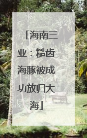 海南三亚：糙齿海豚被成功放归大海