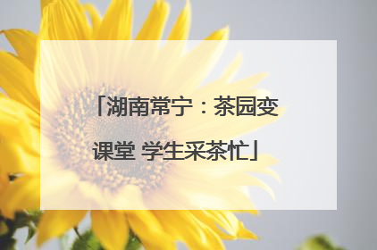 湖南常宁：茶园变课堂 学生采茶忙