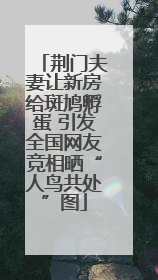 荆门夫妻让新房给斑鸠孵蛋 引发全国网友竞相晒“人鸟共处”图