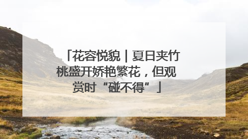 花容悦貌｜夏日夹竹桃盛开娇艳繁花，但观赏时“碰不得”