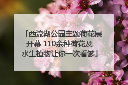 西流湖公园主题荷花展开幕 110余种荷花及水生植物让你一次看够