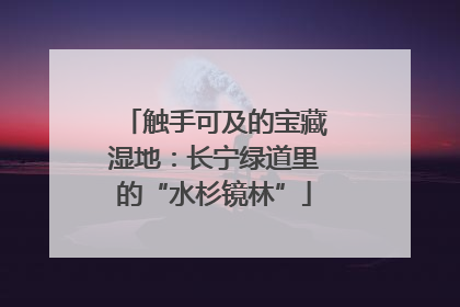 触手可及的宝藏湿地：长宁绿道里的“水杉镜林”