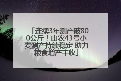 连续3年测产破800公斤！山农43号小麦测产持续稳定 助力粮食增产丰收