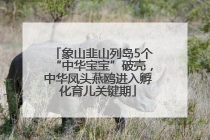 象山韭山列岛5个“中华宝宝”破壳，中华凤头燕鸥进入孵化育儿关键期