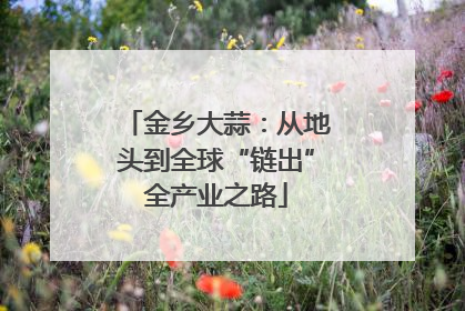 金乡大蒜：从地头到全球“链出”全产业之路