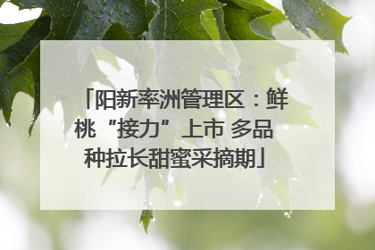 阳新率洲管理区：鲜桃“接力”上市 多品种拉长甜蜜采摘期