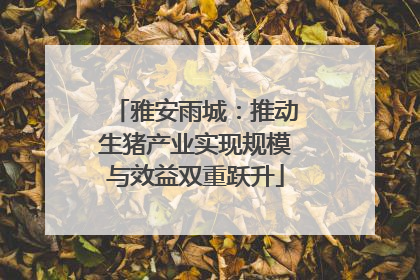 雅安雨城：推动生猪产业实现规模与效益双重跃升