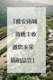雅安雨城：黄桃丰收 邀您来采摘和品尝