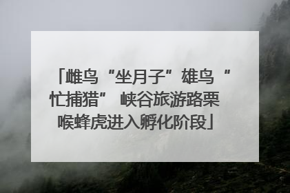雌鸟“坐月子”雄鸟“忙捕猎” 峡谷旅游路栗喉蜂虎进入孵化阶段