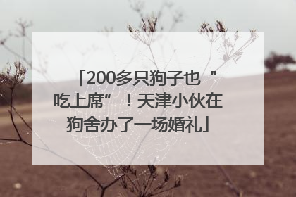 200多只狗子也“吃上席”！天津小伙在狗舍办了一场婚礼