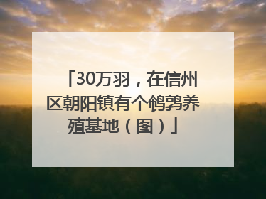 30万羽，在信州区朝阳镇有个鹌鹑养殖基地（图）